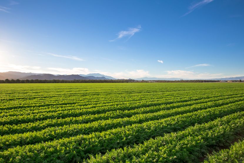 3 Sustainability Benefits of a Plant Based Diet